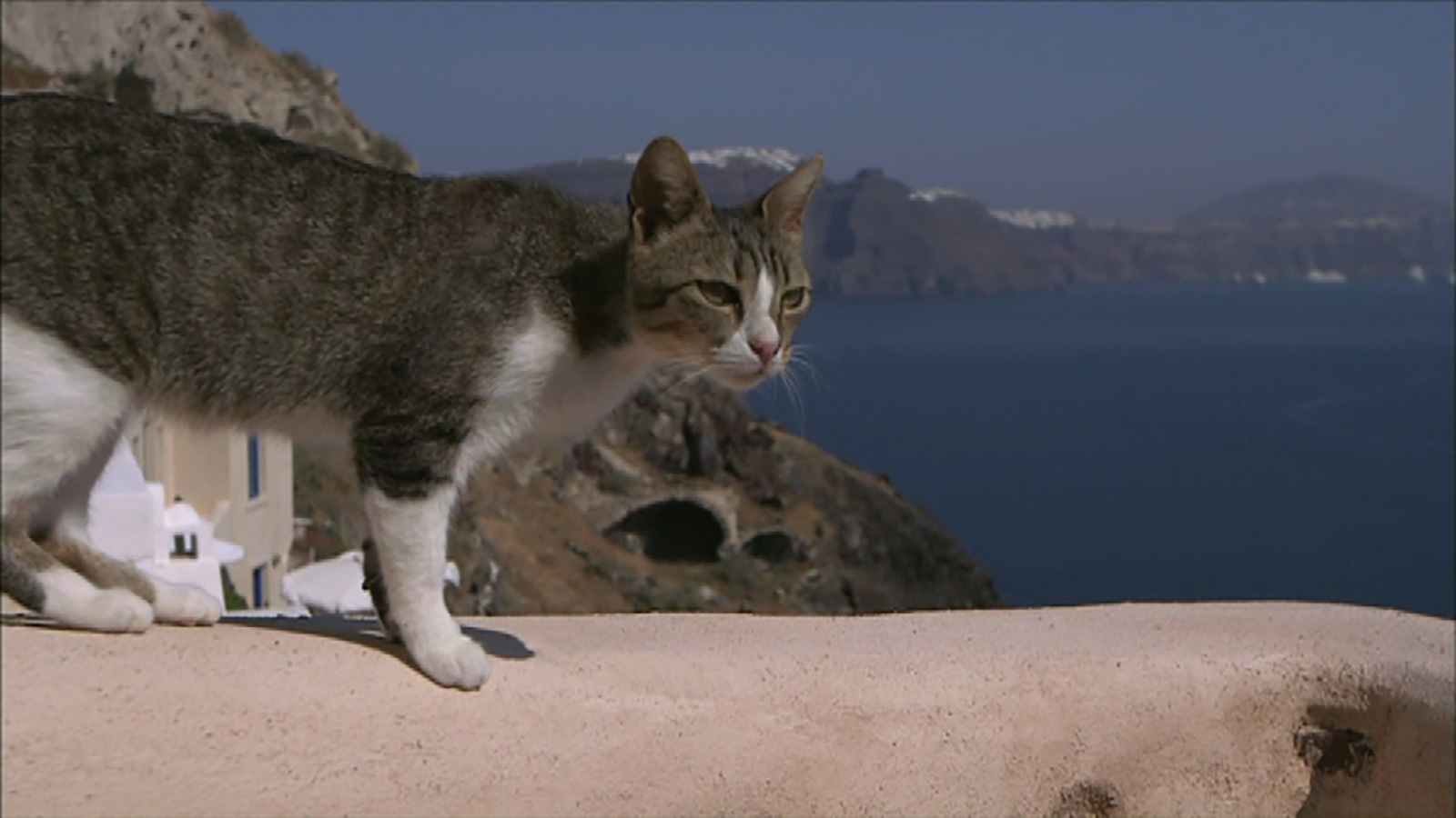 岩合光昭の世界ネコ歩きmini ジャンプ ２ 笑ってるの フレーメン反応 チャンネル銀河